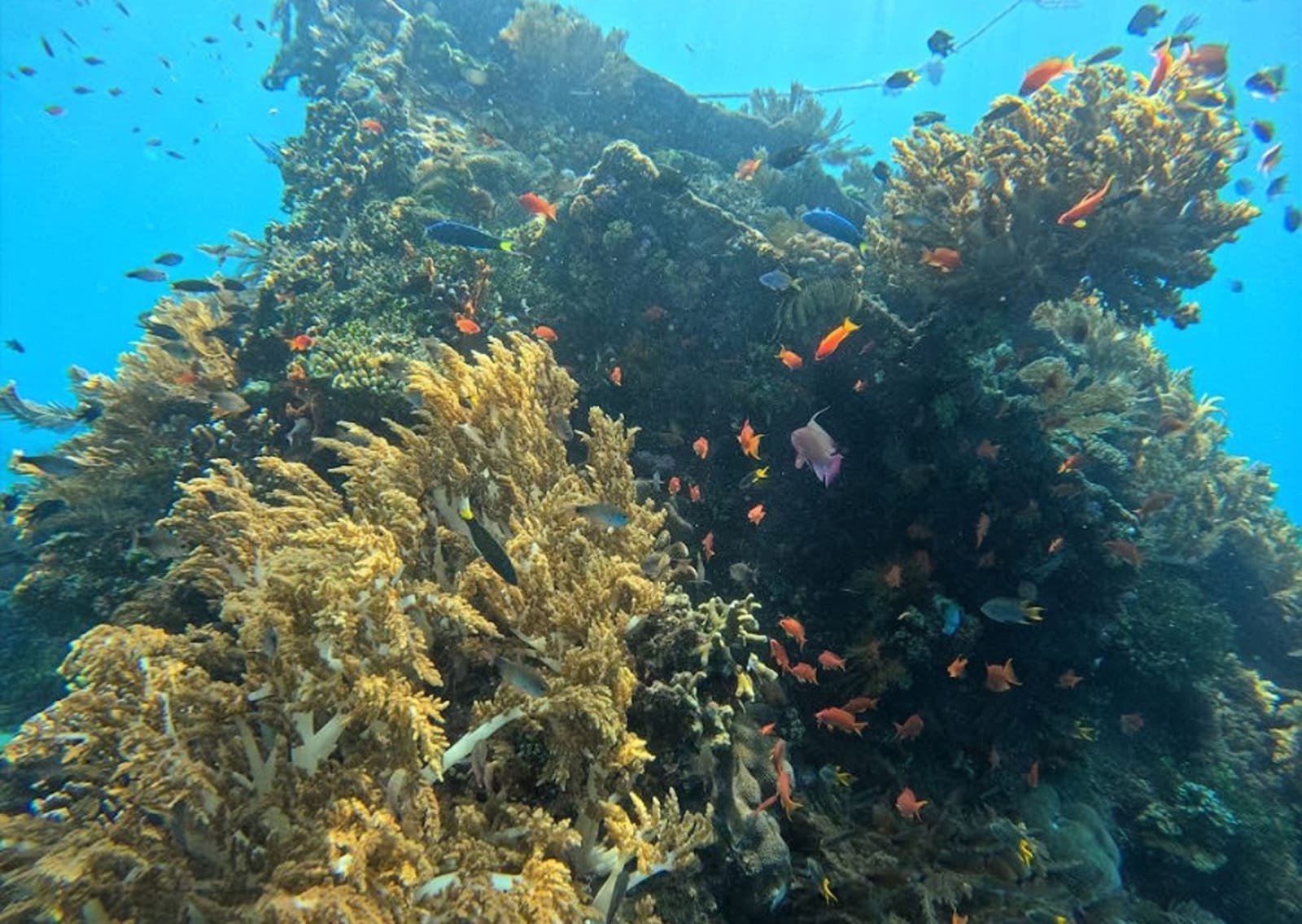 Snorkeling di Japanese Shipwreck Amed dengan bangkai kapal bersejarah yang ditumbuhi karang indah dan dikelilingi ikan tropis