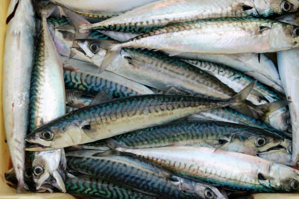 Mackerel Fishing Trip in Amed