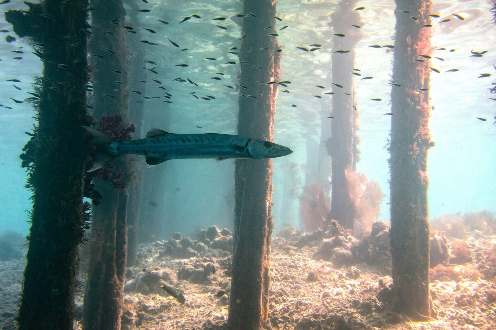 Barakuda Fishing Trip in Amed