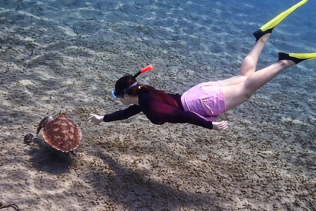 Turtle Point Amed