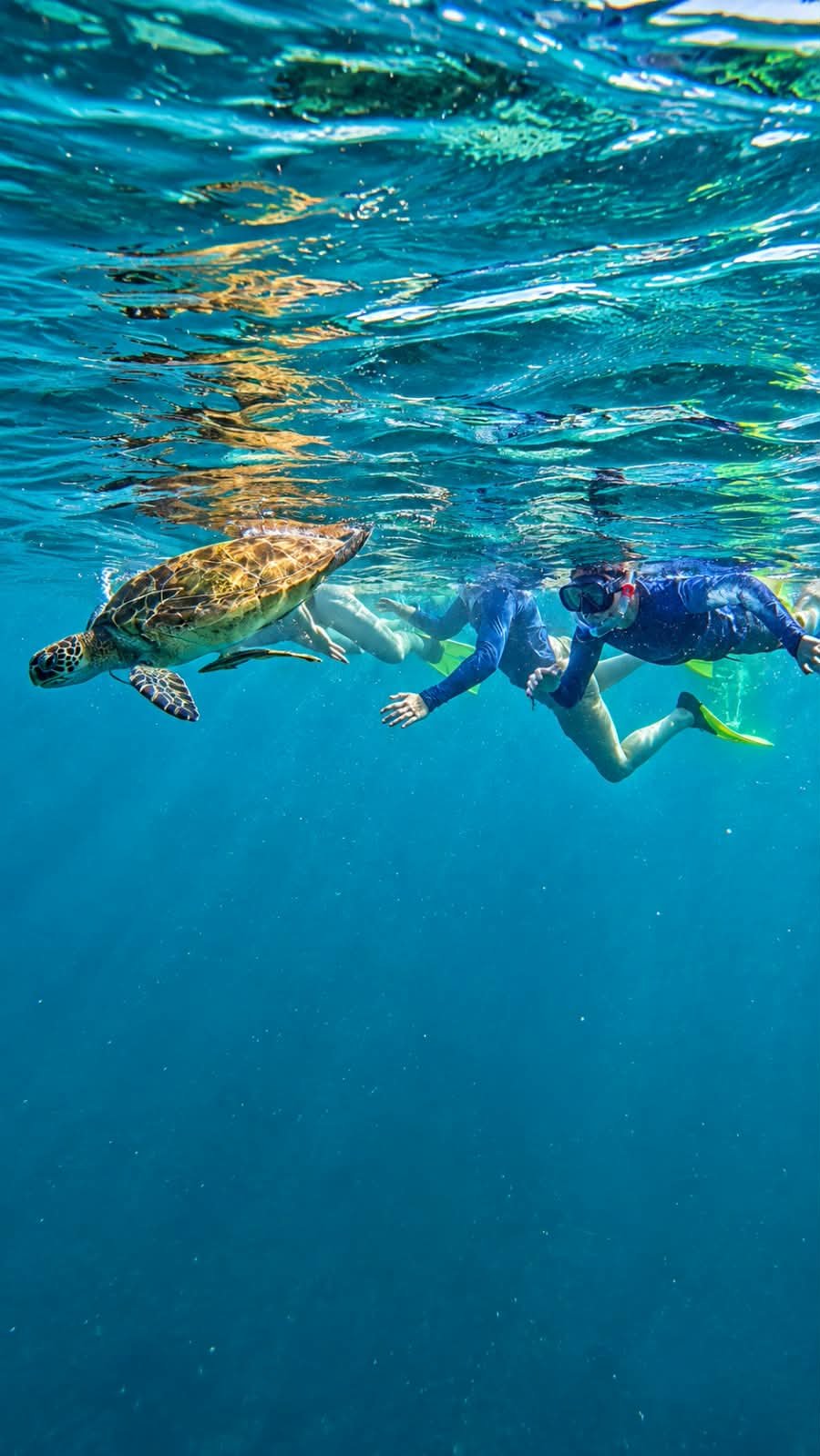 Turtle Point